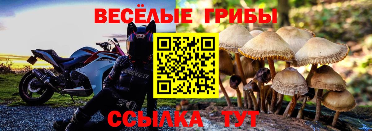 Галлюциногенные грибы Cubensis Коряжма